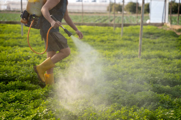 Wasp Removal Services in Eastmont, WA