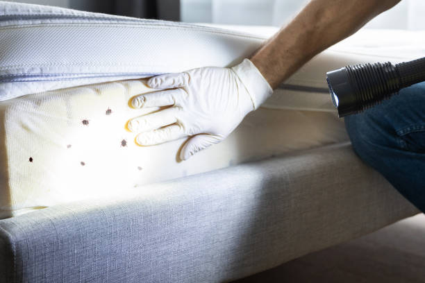 Reliable Eastmont, WA Pest Control Solutions