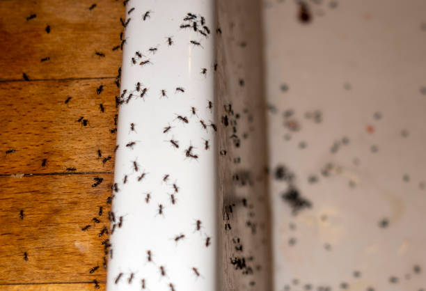 Best Pest Control Treatment  in Eastmont, WA