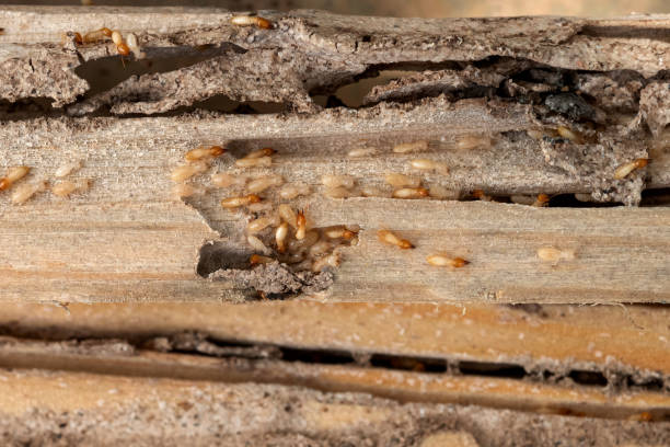 Best Bed Bug Extermination  in Eastmont, WA
