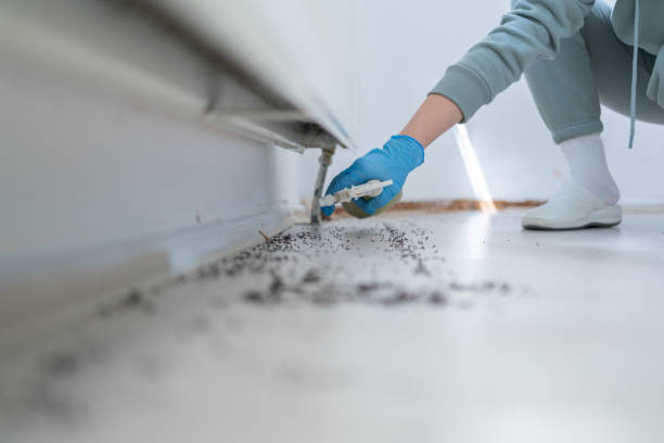 Best Rat Extermination Near Me  in Eastmont, WA